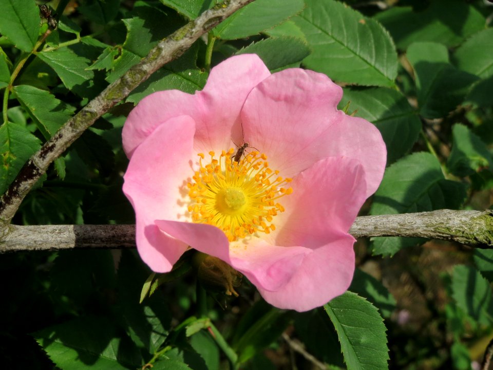 20140426Rosa_dumalis16