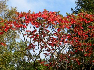 20141012Rhus_typhina2