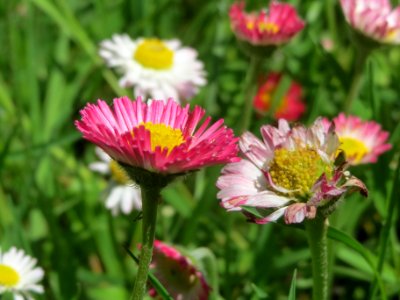 20140504Bellis_perennis1