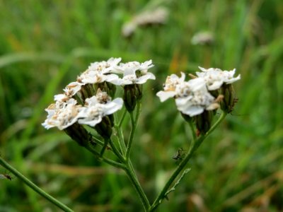 20140928Achillea_millefolium1