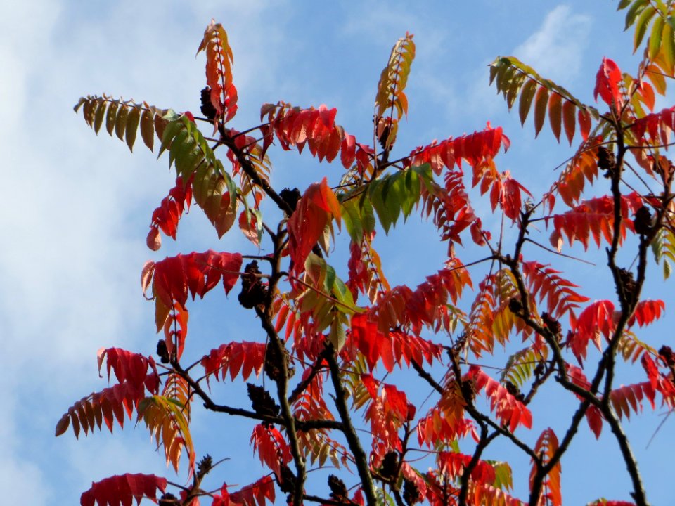 20141012Rhus_typhina1
