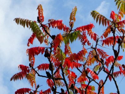20141012Rhus_typhina1