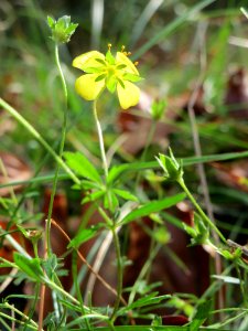 20141012Potentilla_erecta3 photo