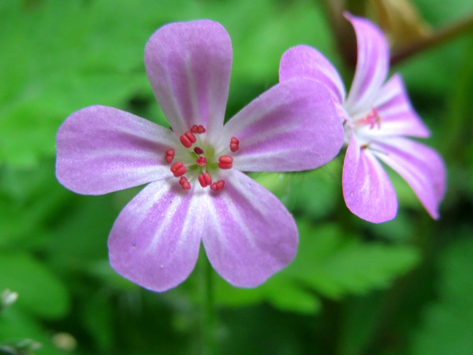 20140503Geranium_robertianum2