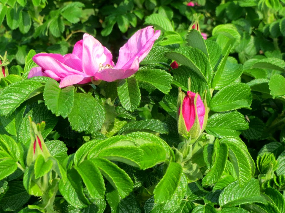 20140426Rosa_rugosa8