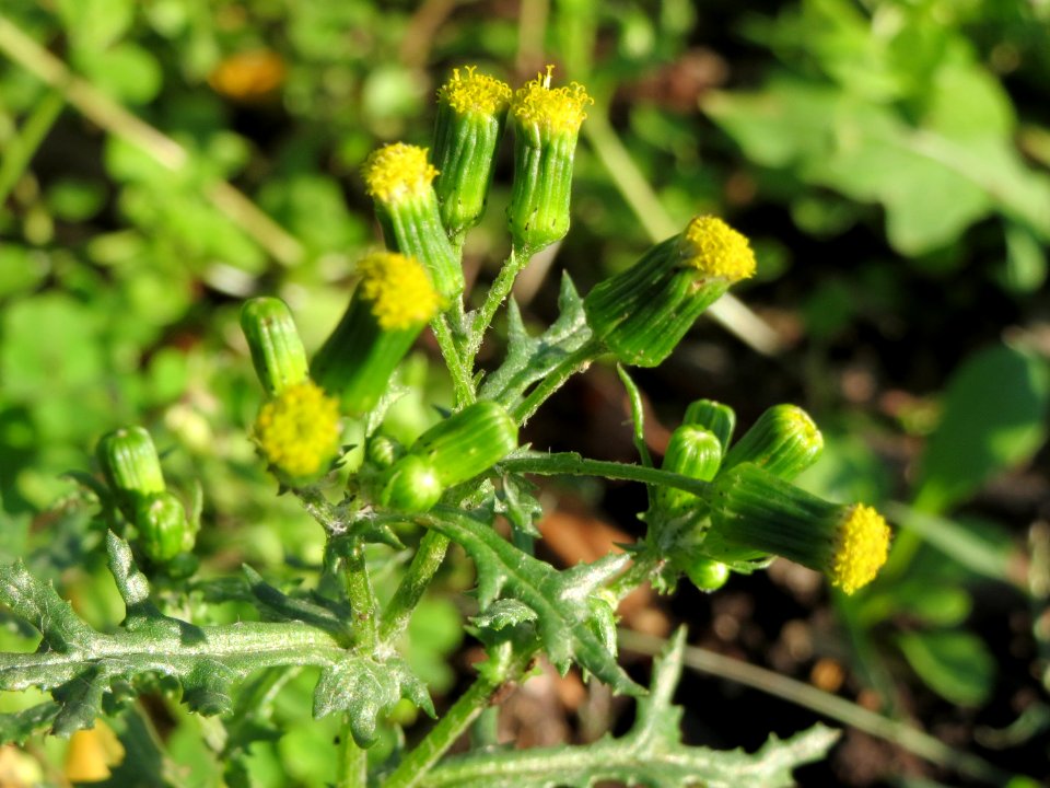 20141011Senecio_vulgaris