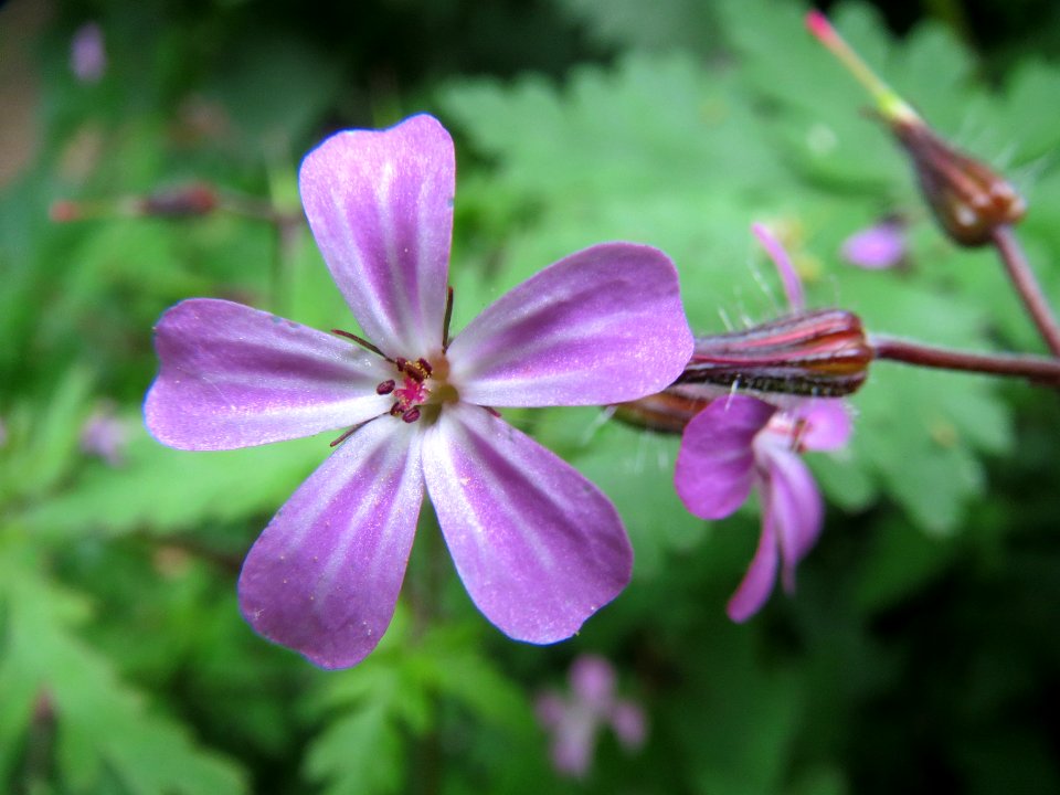 20140503Geranium_robertianum1