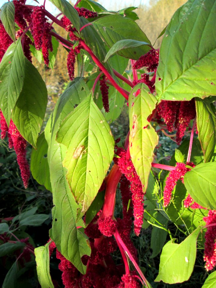 20141108Amaranthus_caudatus3