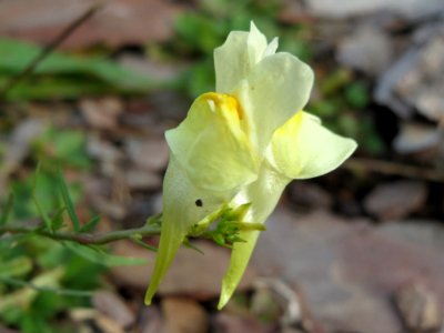 20141012Linaria_vulgaris
