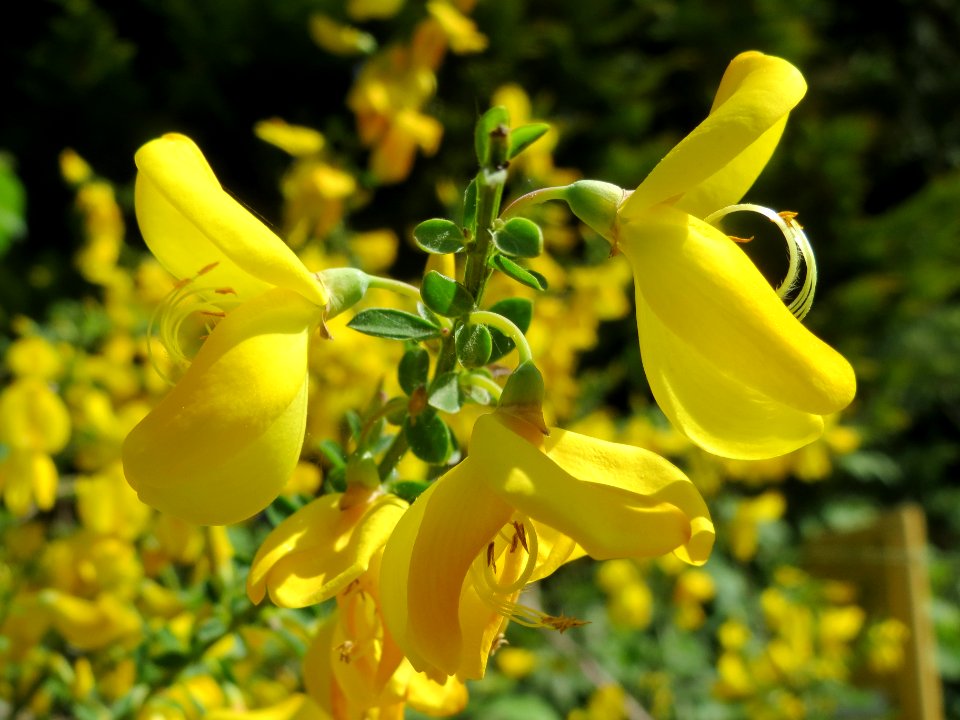 20140504Cytisus_scoparius2