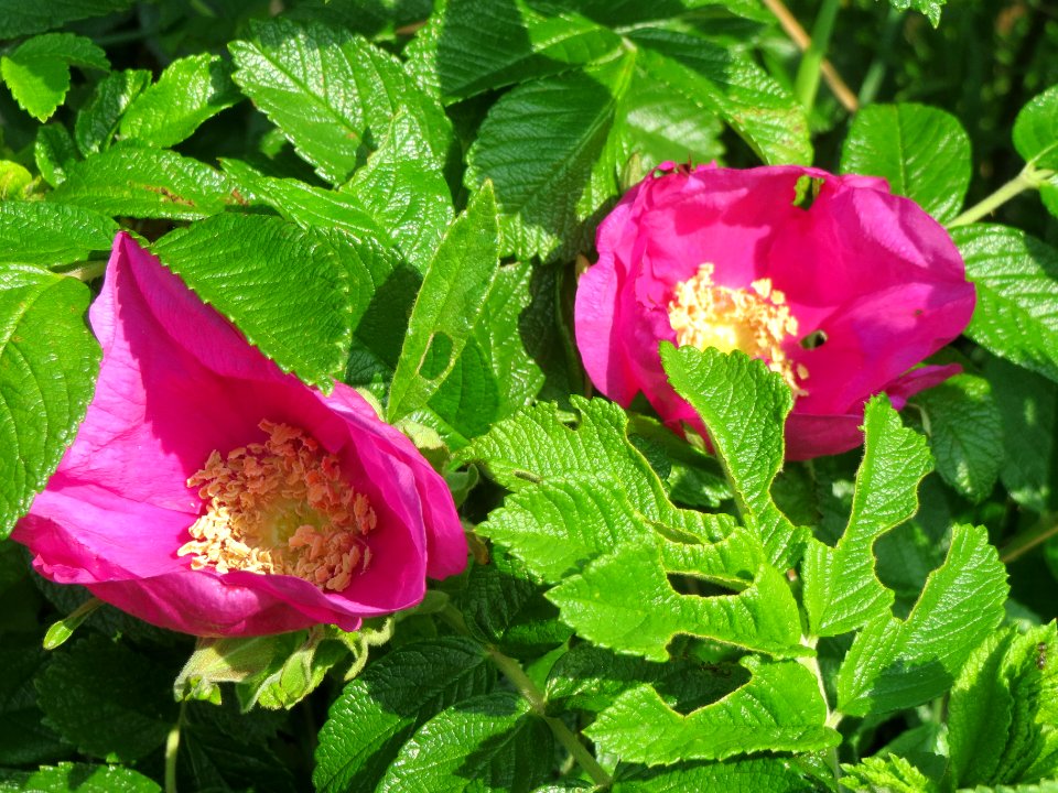 20140426Rosa_rugosa1