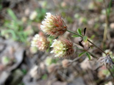 20141012Trifolium_arvense2