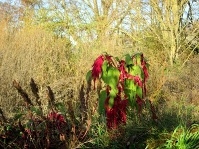 20141108Amaranthus_caudatus1