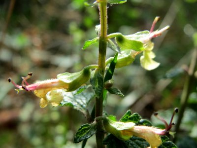 20141012Teucrium_scorodonia3