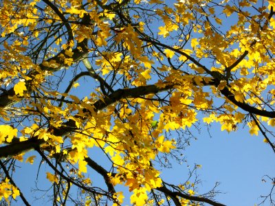20141108Acer_campestre3