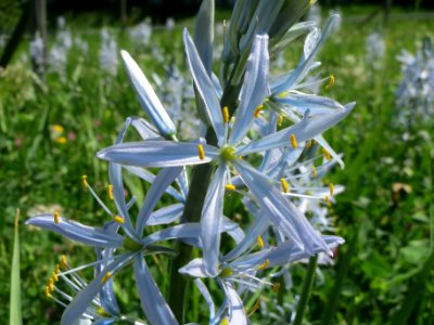 20140504Camassia_cusickii2