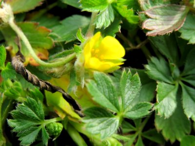 20141012Potentilla_erecta6 photo