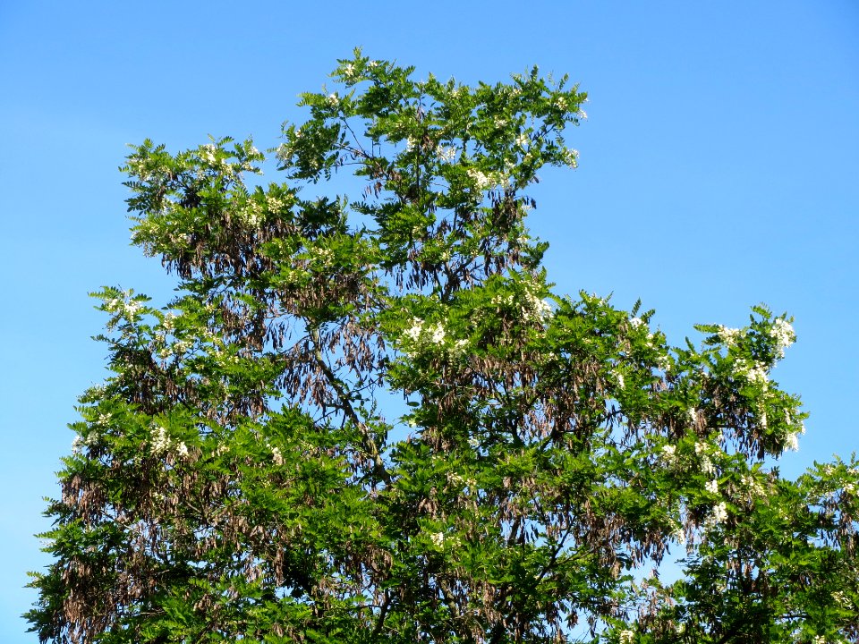 20140505Robinia_pseudoacacia