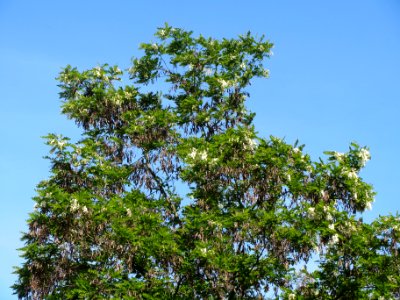 20140505Robinia_pseudoacacia
