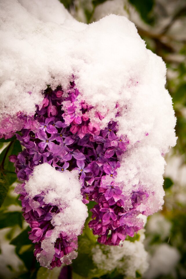 Bloom garden bush