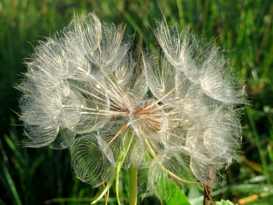 20141003Tragopogon_pratensis
