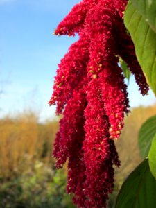 20141108Amaranthus_caudatus4