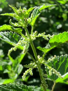 20140523Urtica_dioica