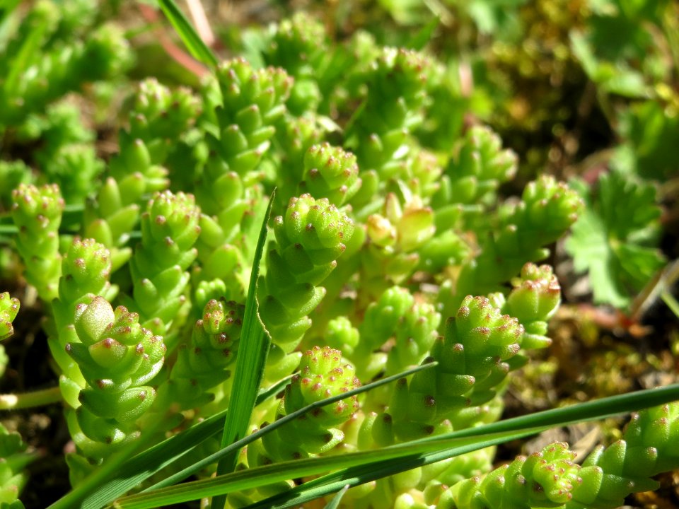 20140523Sedum_acre1