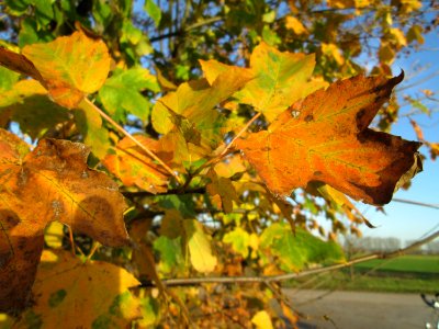 20141108Acer_pseudoplatanus3 photo