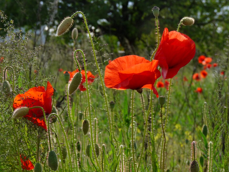 Blossom bloom field of poppies
