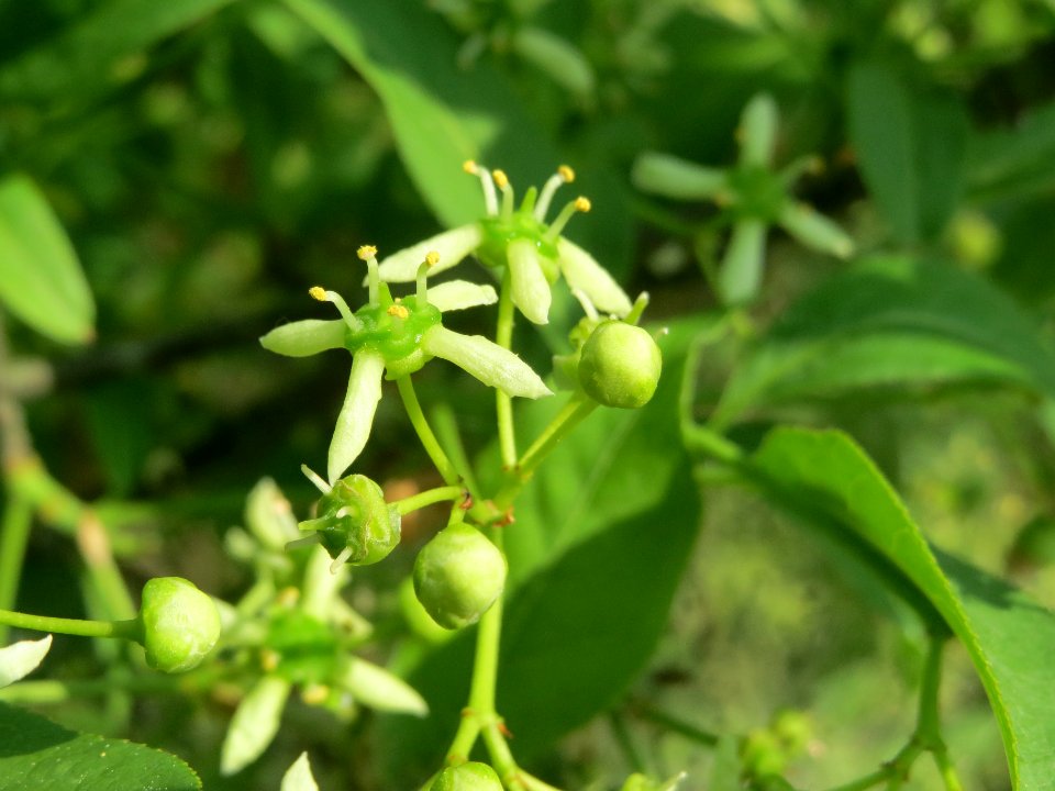 20140430Euonymus_europaeus1