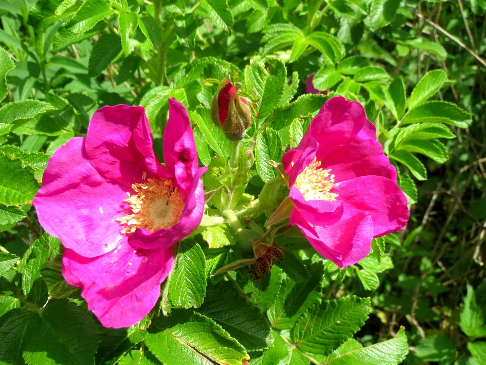 20140523Rosa_rugosa1