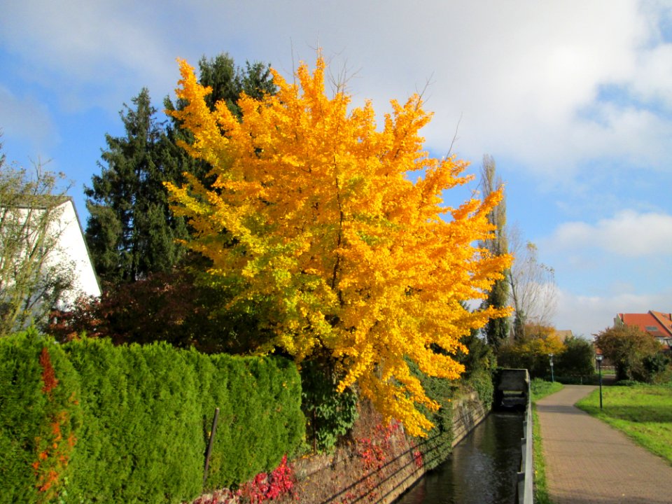 20141107Ginkgo_biloba
