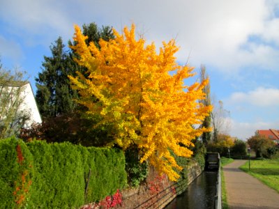 20141107Ginkgo_biloba