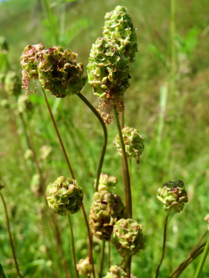 20140523Sanguisorba_minor2