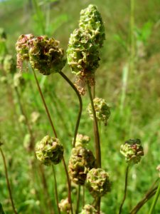 20140523Sanguisorba_minor2