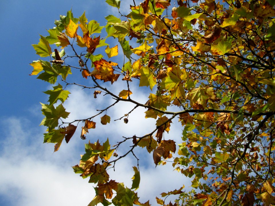 20141107Platanus_×_hispanica3