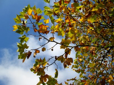 20141107Platanus_×_hispanica3