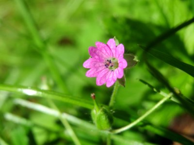 20140523Geranium_molle