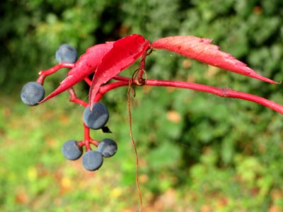 20141005Parthenocissus_quinquefolia5