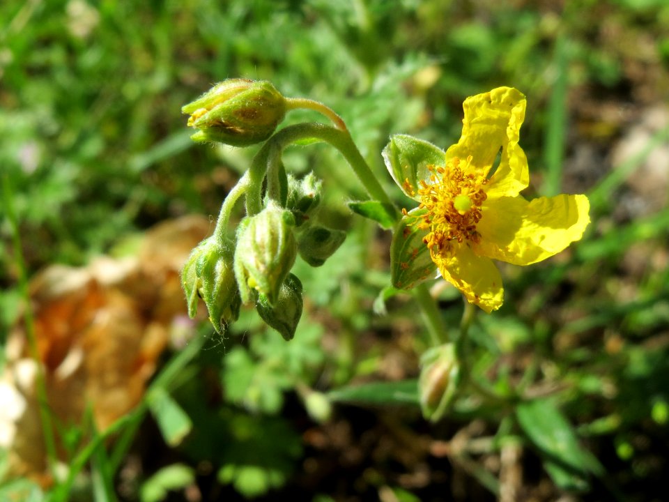 20140523Helianthemum_nummularium7