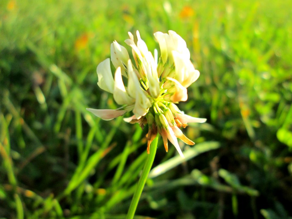 20141106Trifolium_repens
