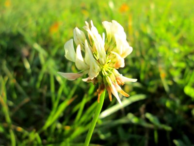 20141106Trifolium_repens