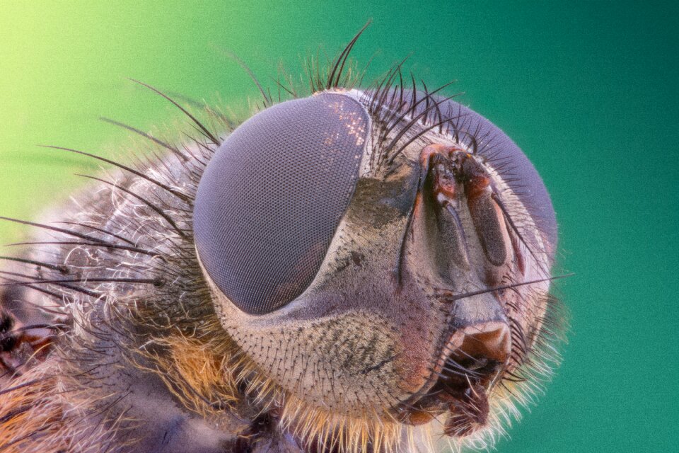 Summer green fly