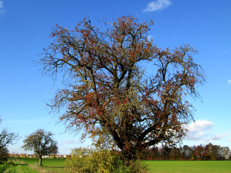 20141108Birne_Reilingen