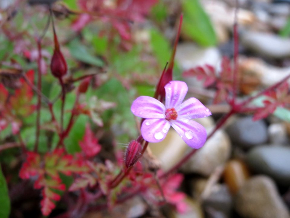 20141009Geranium_robertianum