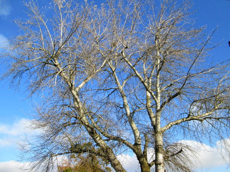 20141107Populus_alba