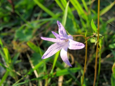 20141003Campanula_rapunculus1