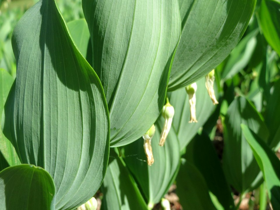 20140523Polygonatum_odoratum6
