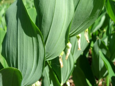 20140523Polygonatum_odoratum6